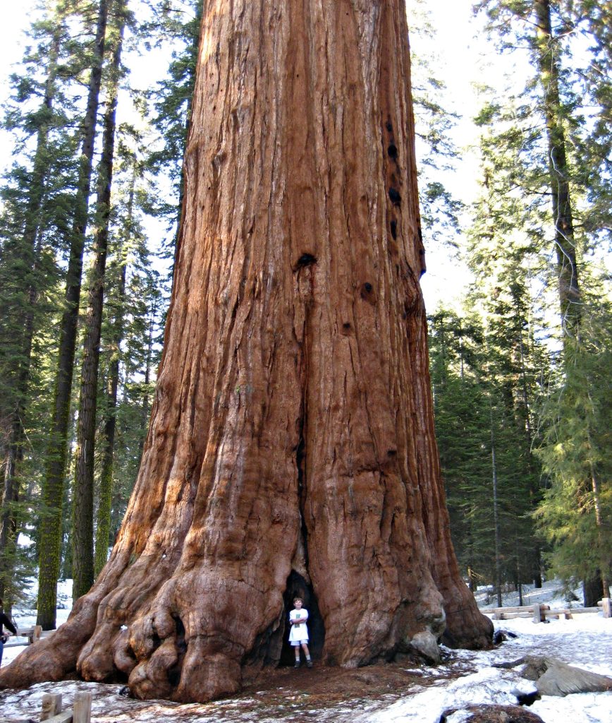 A child standing at the base of a massive Sequoia tree in a forest, showcasing its impressive height and scale.